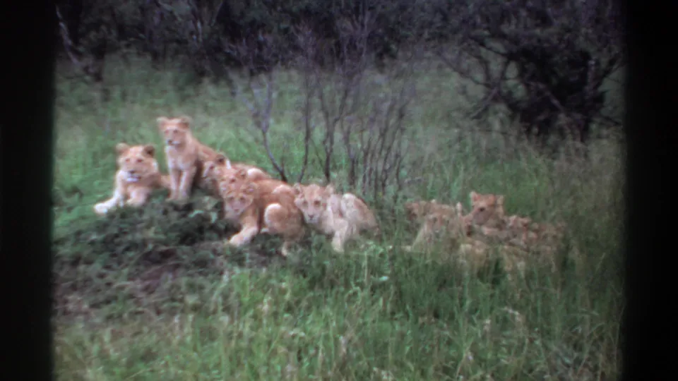 1969 Lagos, Nigeria 8mm frame showing a pride of lionesses and cubs resting in green grass near brush.