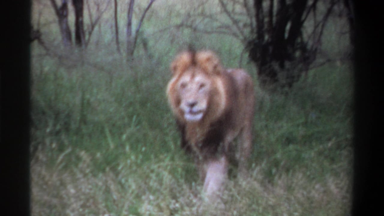 Male lion walking through tall grass toward the camera.