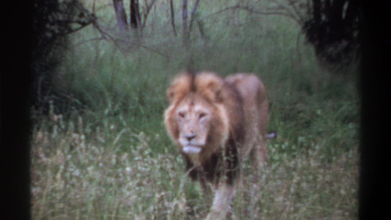 Soft 8mm frame of a maned lion facing the camera amid tall grass, with scrub trees in the background.
