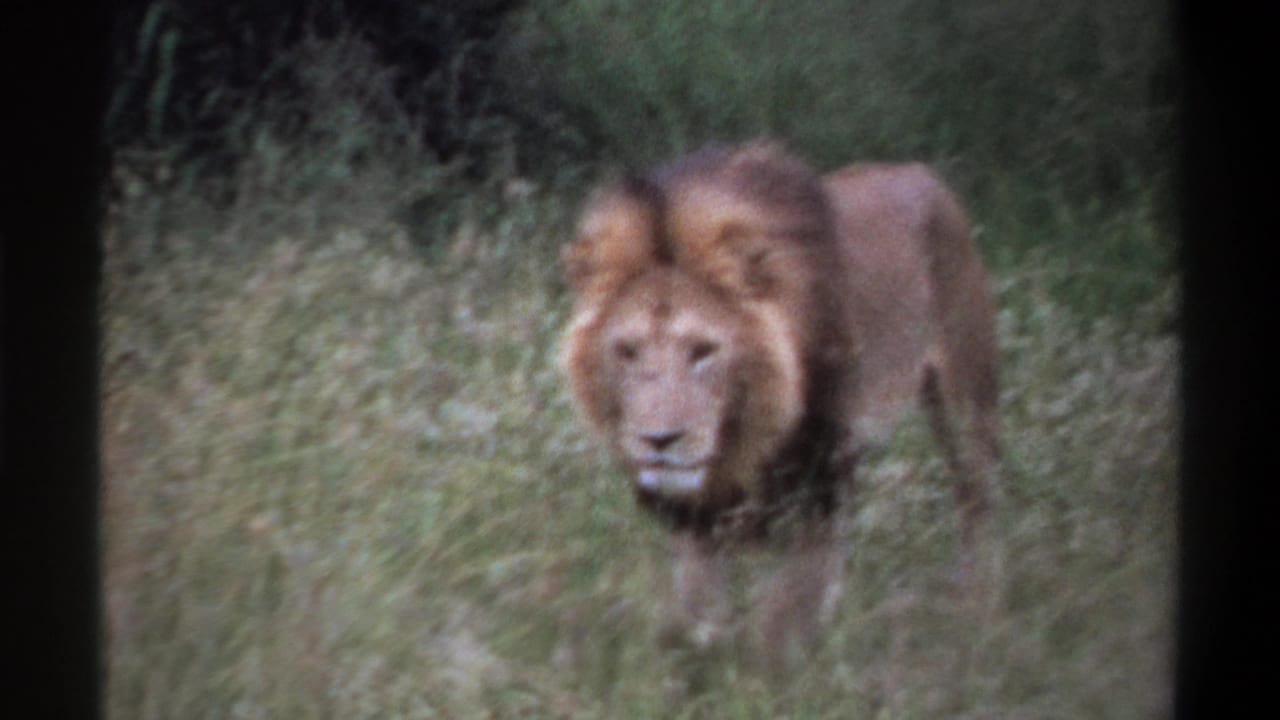 Close view of the approaching male lion in tall grass, softened by motion blur and 8mm film texture.