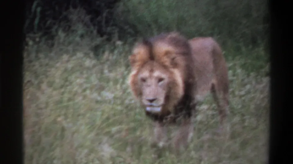 Close view of the approaching male lion in tall grass, softened by motion blur and 8mm film texture.