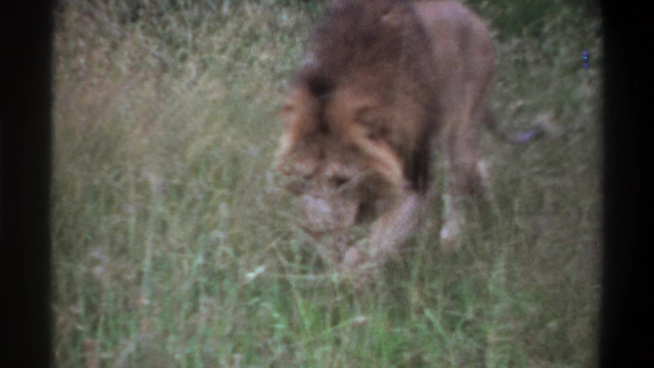1969 Lagos, Nigeria 8mm frame showing a male lion moving through tall green grass with a tawny mane and soft film blur.