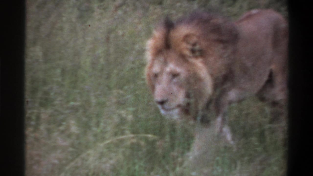 Male lion in profile walking through grass toward the right side of frame.