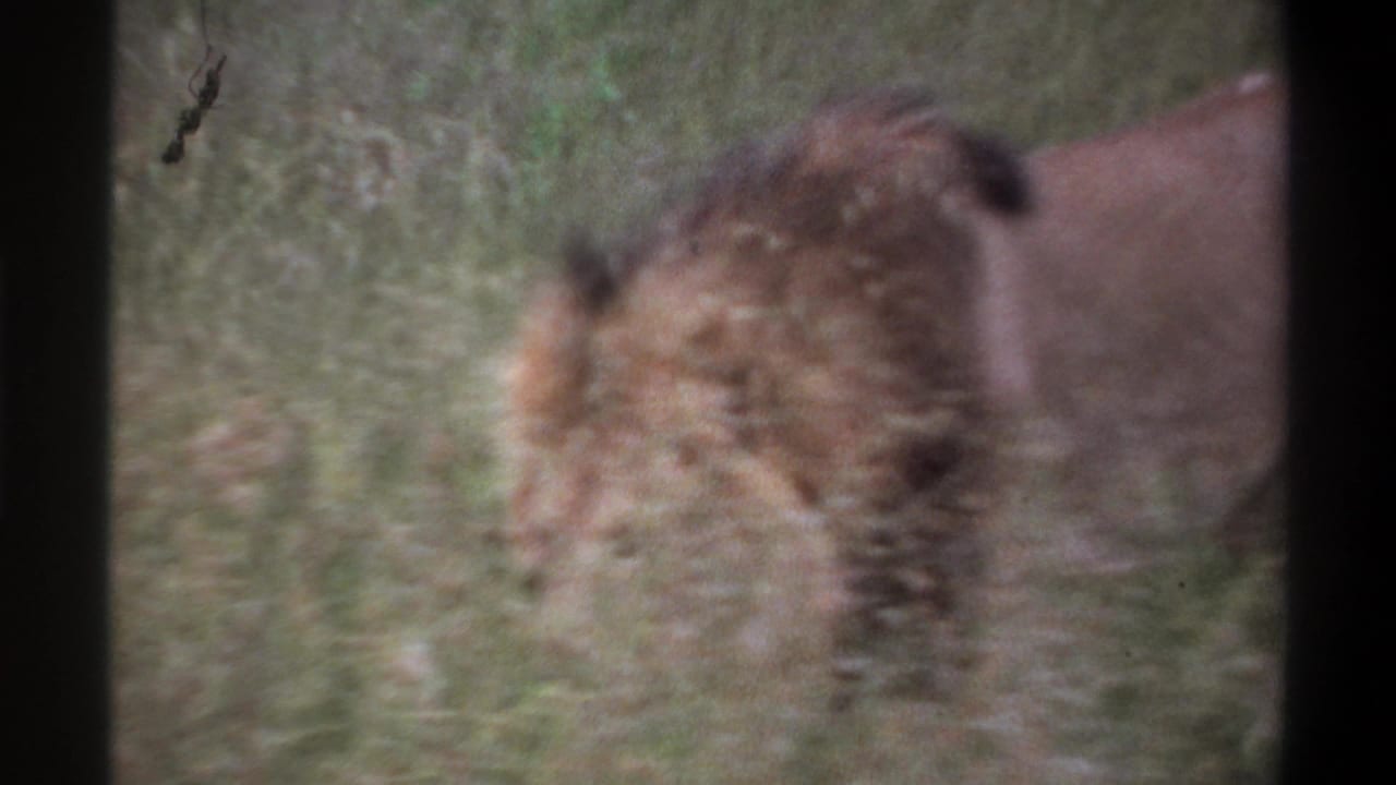 1969 Lagos, Nigeria 8mm frame showing the lion partly obscured by grass, with its mane and body blurred by motion.