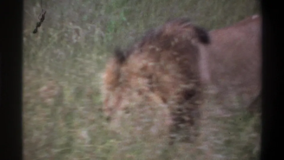 1969 Lagos, Nigeria 8mm frame showing the lion partly obscured by grass, with its mane and body blurred by motion.