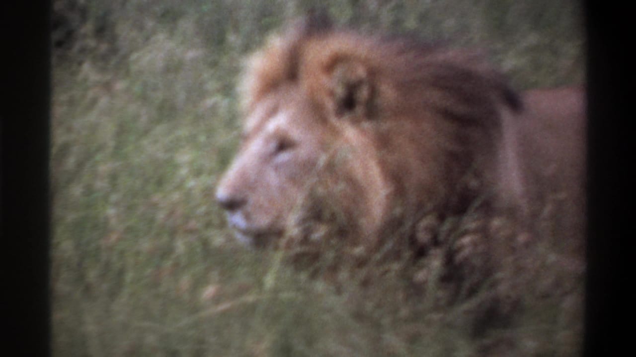 1969 Lagos, Nigeria 8mm frame with a close side view of the male lion's head, mane, and shoulder in tall grass.