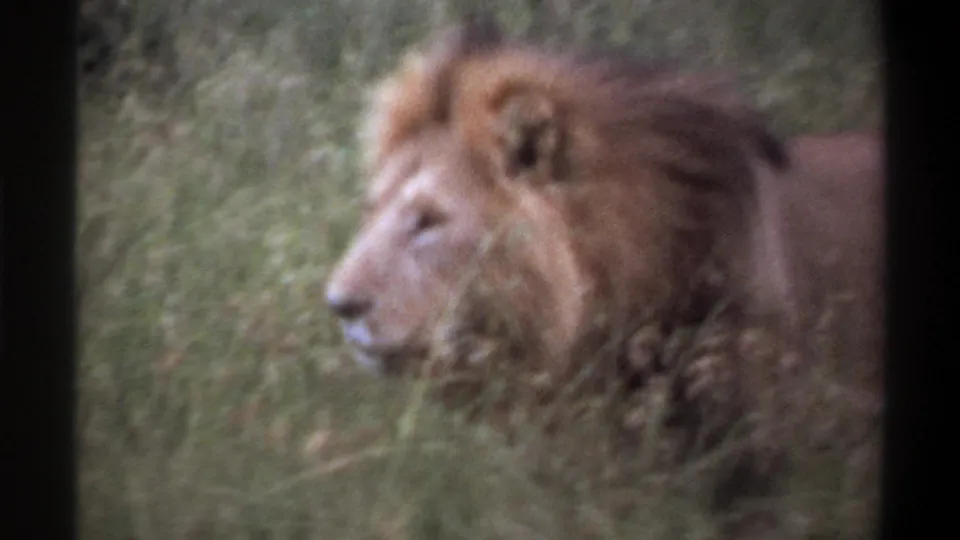 1969 Lagos, Nigeria 8mm frame with a close side view of the male lion's head, mane, and shoulder in tall grass.