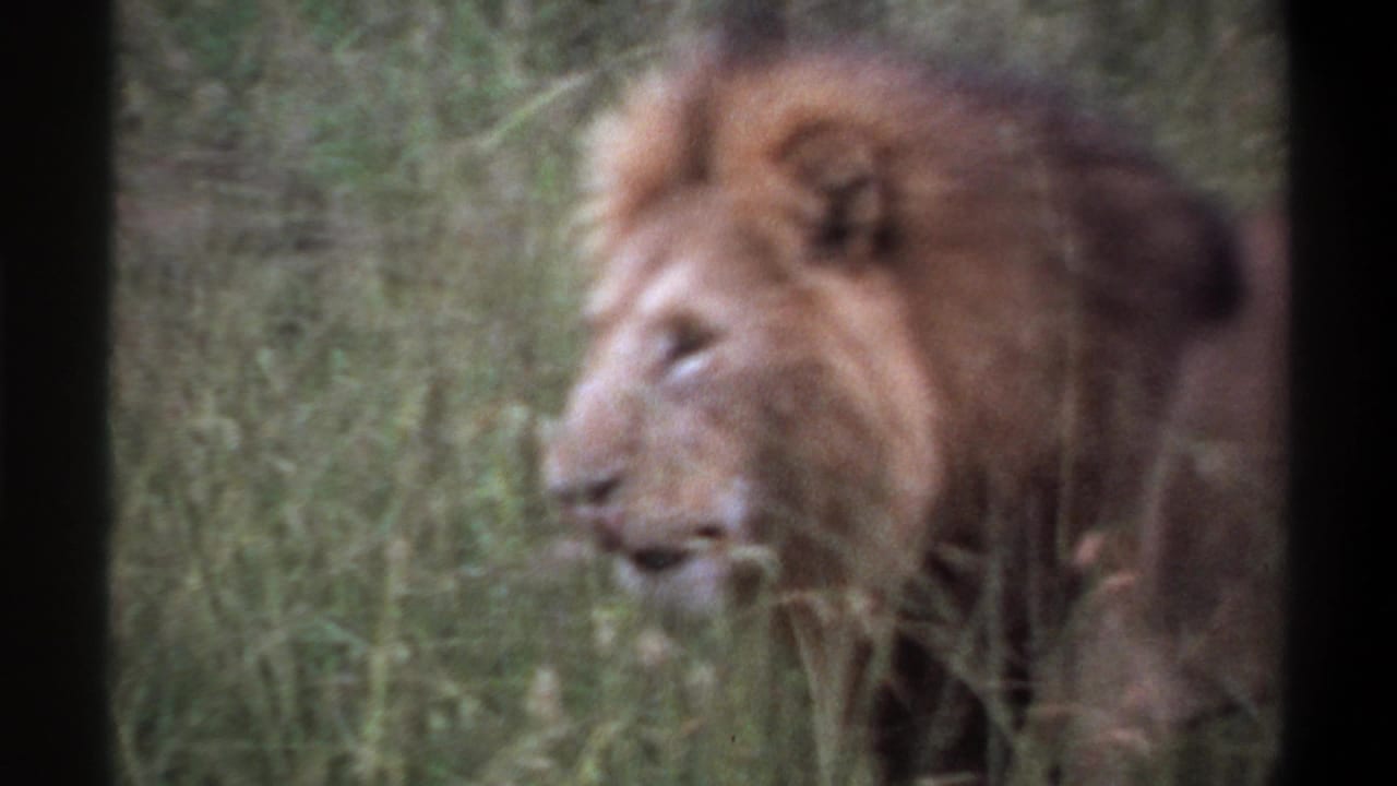 1969 Lagos home-movie frame of a male lion partly obscured by tall grass, seen in soft 8mm focus.