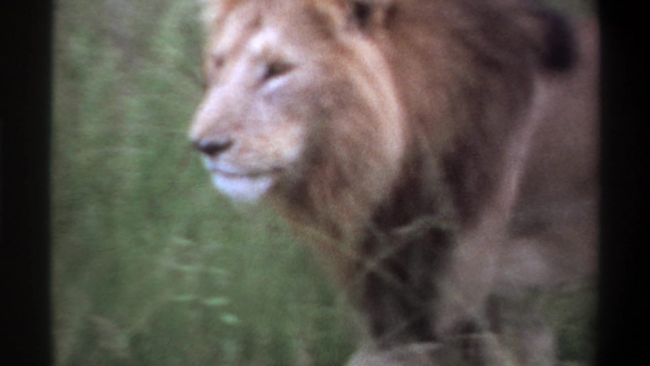 Male lion facing left in grass with mane visible.