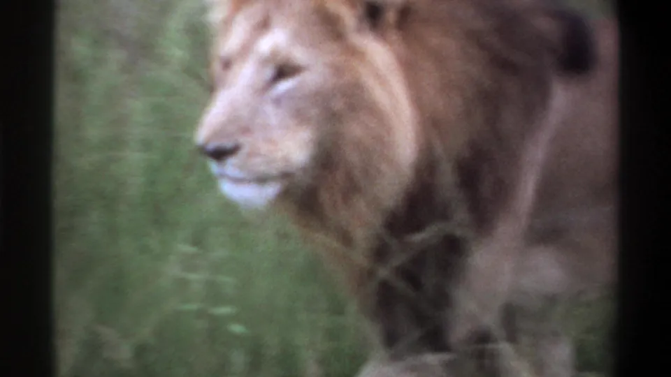 Male lion in tall vegetation, framed from the side in 1969 Lagos 8mm wildlife footage.