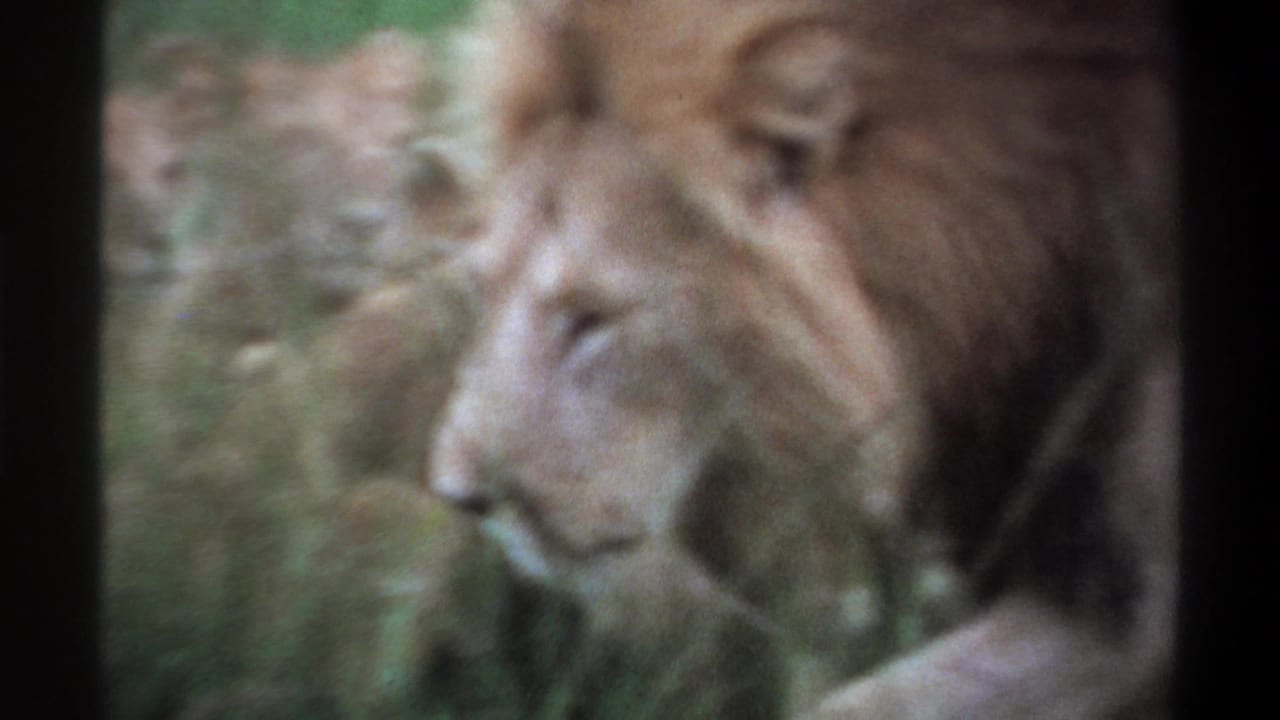 Close, soft-focus 8mm view of a male lion’s head and mane amid grass in the Lagos 1969 clip.
