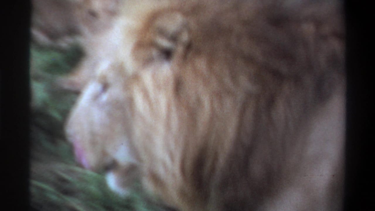 Soft 8mm close side view of a male lion’s mane and face, with grass and another pale lion form nearby.