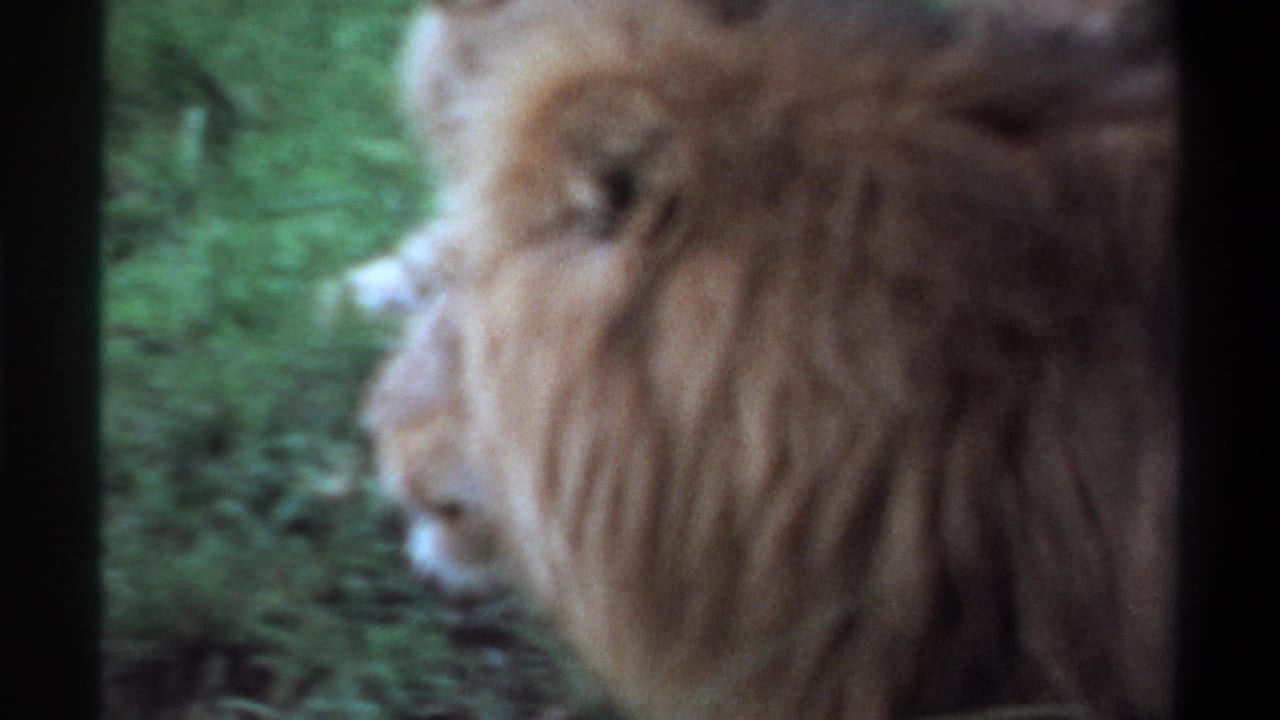 1969 Lagos 8mm frame showing a male lion in soft left-facing profile against green vegetation.