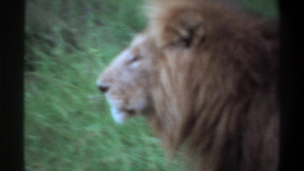 Male lion in right-side frame, facing left amid grass and leafy background.