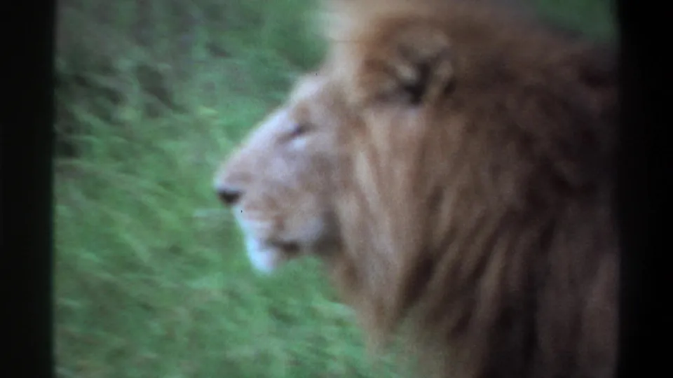 Male lion in profile in a 1969 Lagos home-movie frame, with mane and green vegetation visible.