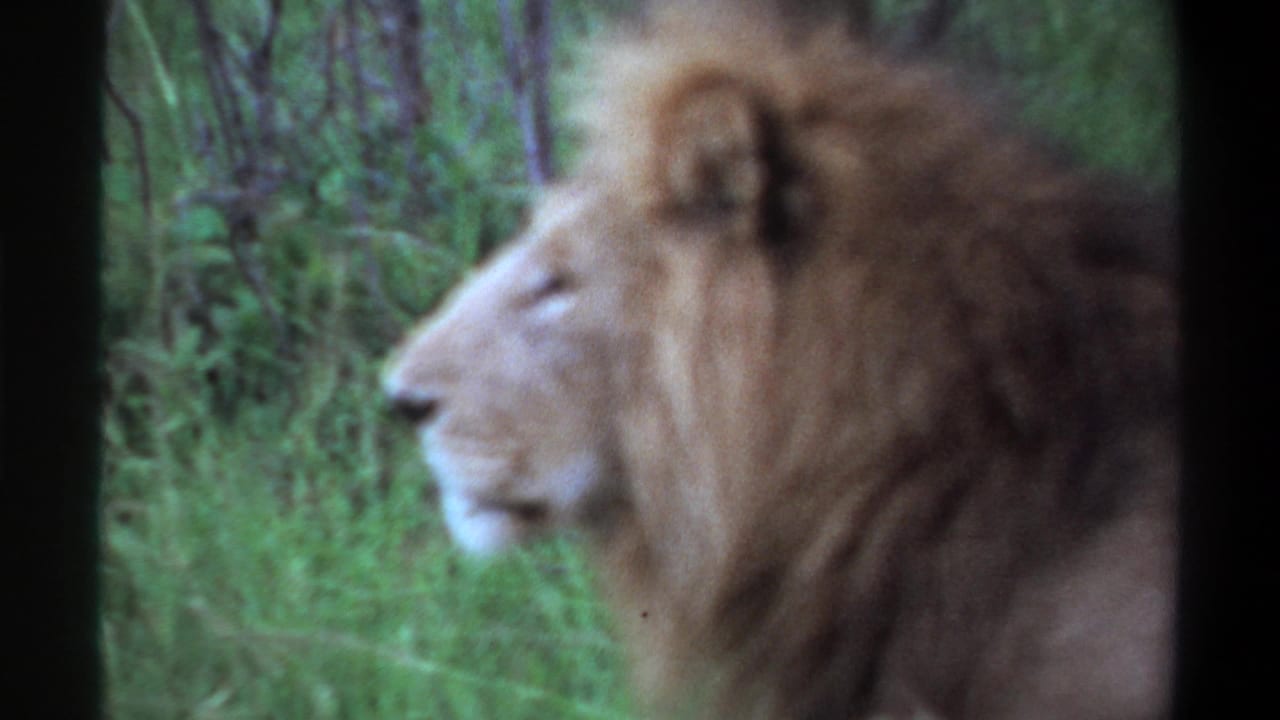 Soft 8mm frame from Lagos in 1969 showing a male lion in profile with grass and trees behind.