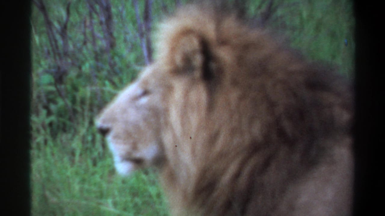 Final 1969 Lagos 8mm frame showing a male lion in profile near tall grass and vegetation.