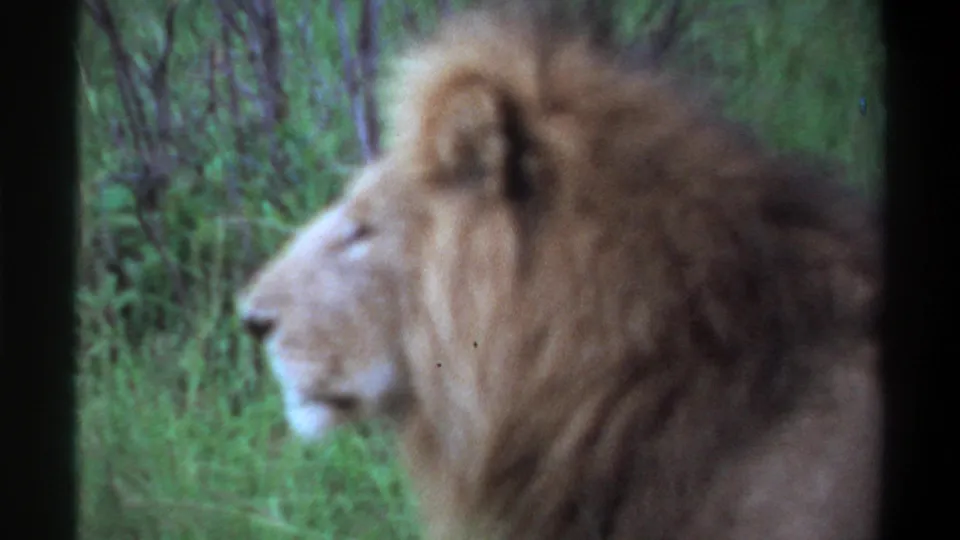 Final 1969 Lagos 8mm frame showing a male lion in profile near tall grass and vegetation.