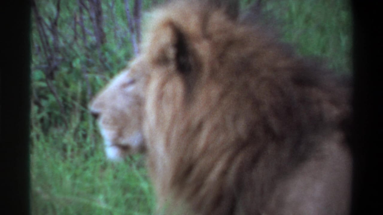 1969 Lagos 8mm frame showing a maned lion in profile near tall green grass, with soft focus and dark frame edges.