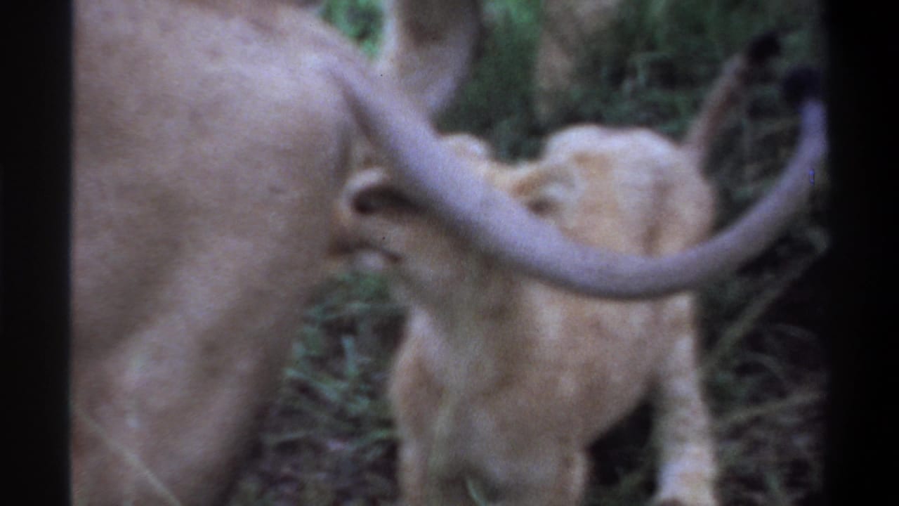 Lioness rear and raised tail with a cub close behind in grass.