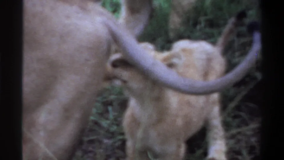 1969 Lagos 8mm frame showing a lioness from behind with a raised tail as a cub stands close in the grass.