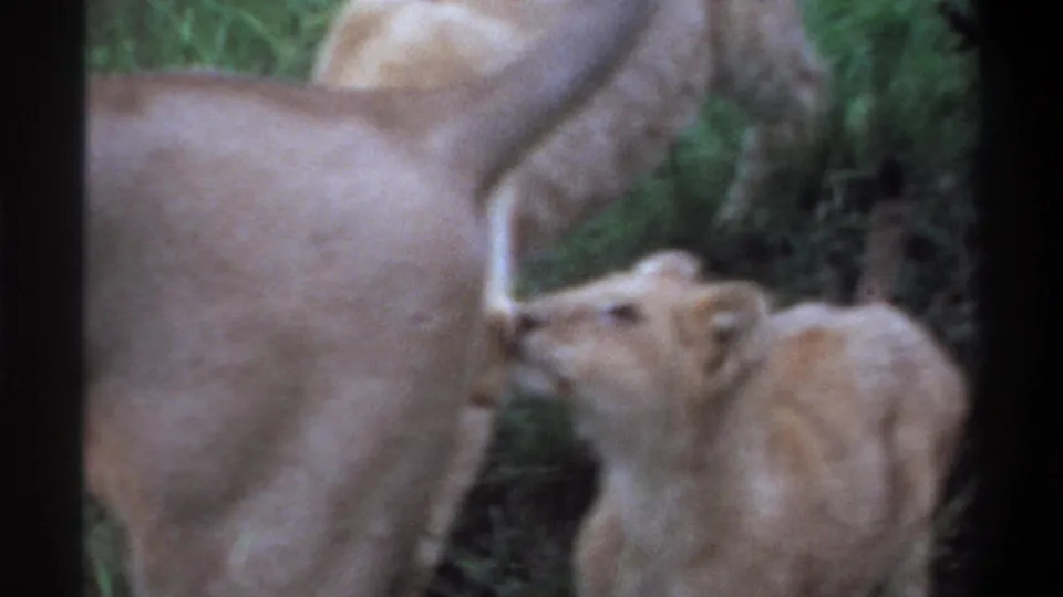 1969 Lagos 8mm frame showing a cub sniffing near a lioness while another lion is partly visible in tall grass.