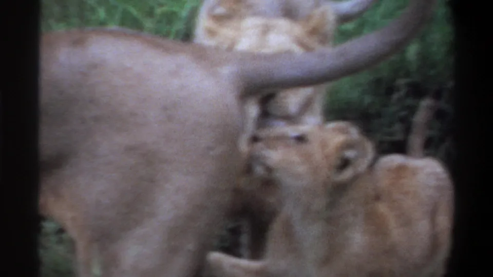 1969 Lagos 8mm frame showing two cubs clustered near a lioness, with her tail crossing the upper part of the frame.