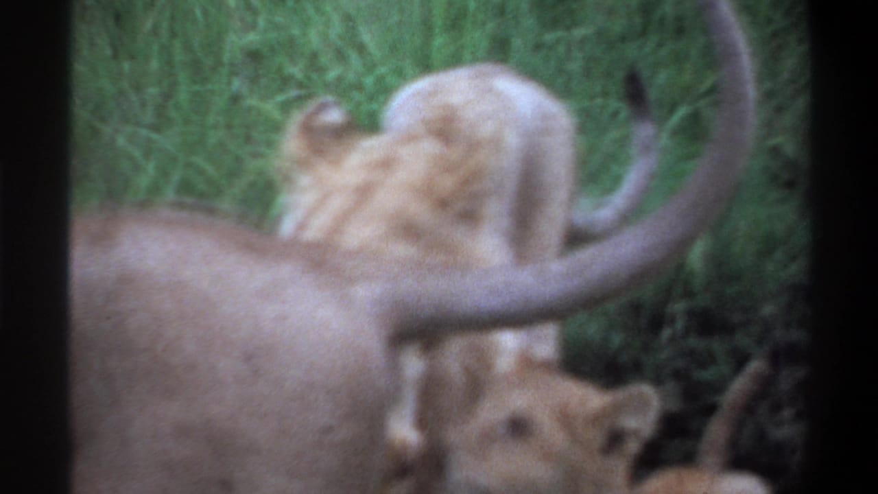 1969 Lagos, Nigeria 8mm frame showing a lioness and cubs in tall grass, with a tail crossing the soft handheld view.