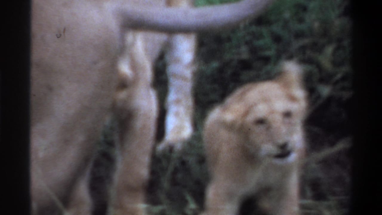 Cub stands near the lioness as another body crosses the foreground.