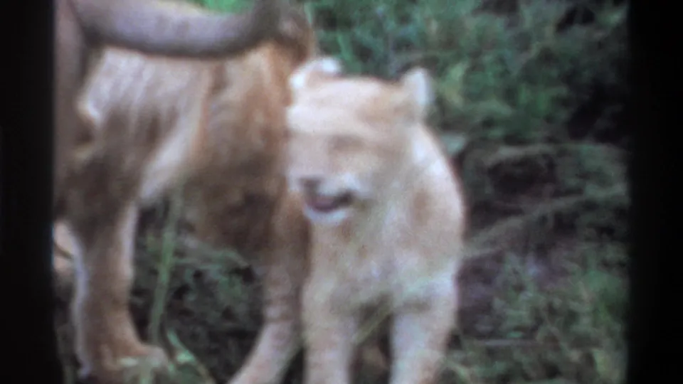 1969 Lagos, Nigeria 8mm frame showing a lion cub facing forward beside the lioness, with tall grass and soft focus throughout.