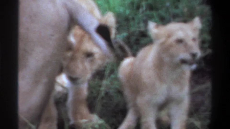 1969 Lagos, Nigeria 8mm frame showing a cub moving beside a lioness, with another cub partly visible in the grass.