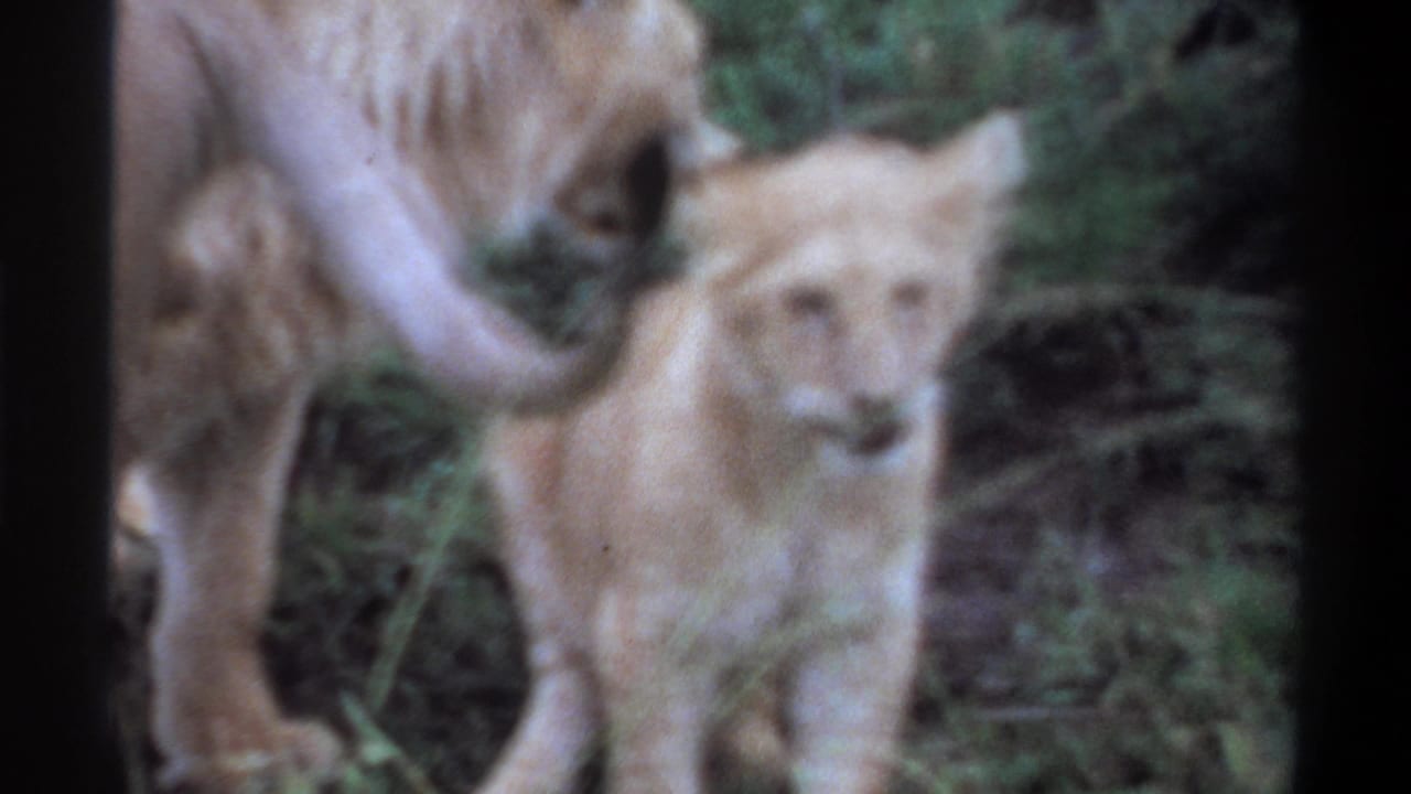 1969 Lagos, Nigeria 8mm frame showing a lion cub facing the camera beside an adult lioness in dense green vegetation.