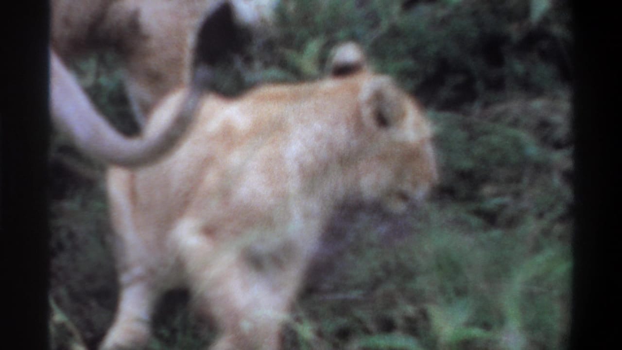 Lion cub walking beside the body and tail of an adult lioness.