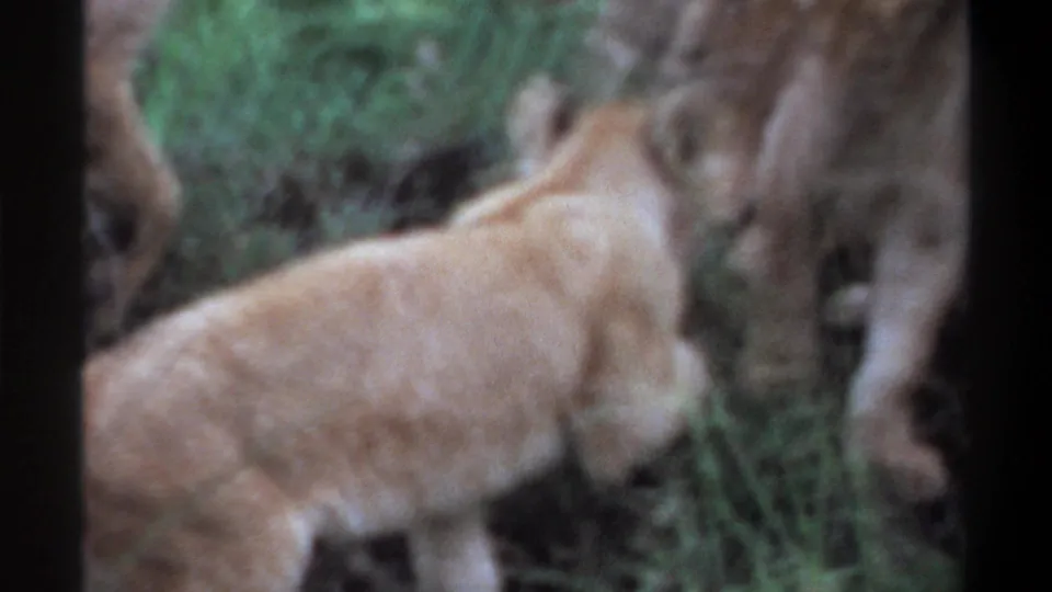 1969 Lagos, Nigeria 8mm frame showing a lion cub close to an adult lioness, partly obscured by grass and soft handheld focus.