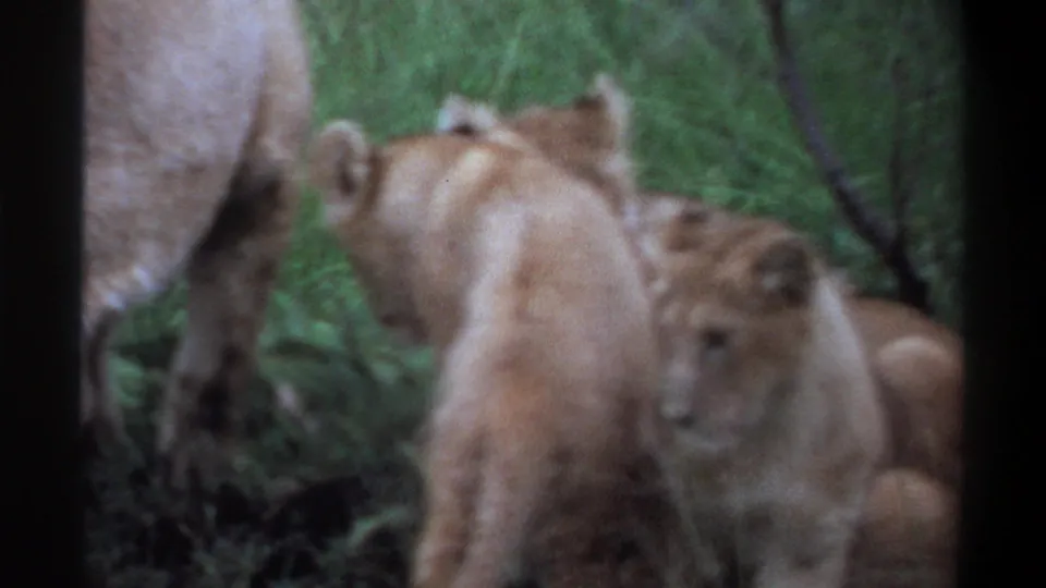 1969 Lagos, Nigeria 8mm frame showing two lion cubs near the legs of an adult lioness in green brush, one cub facing the camera.