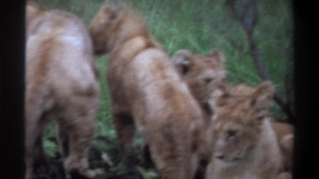 1969 Lagos, Nigeria 8mm frame showing a close, soft-focus cluster of lions and cubs in tall green grass.