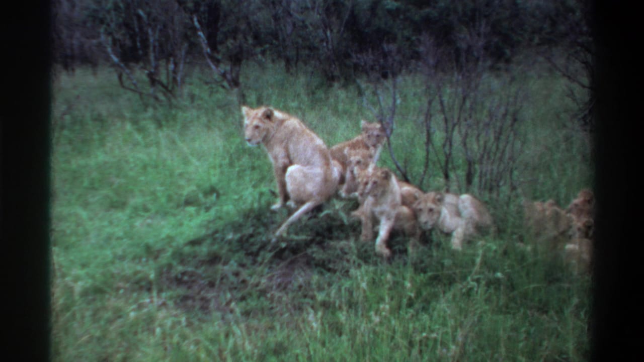 A lioness sits in tall grass while several cubs gather and move near low shrubs.