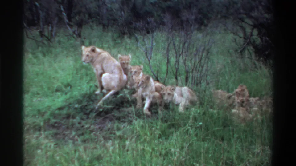 1969 Lagos, Nigeria 8mm frame showing a lioness on a small rise with several cubs in dense green grass.