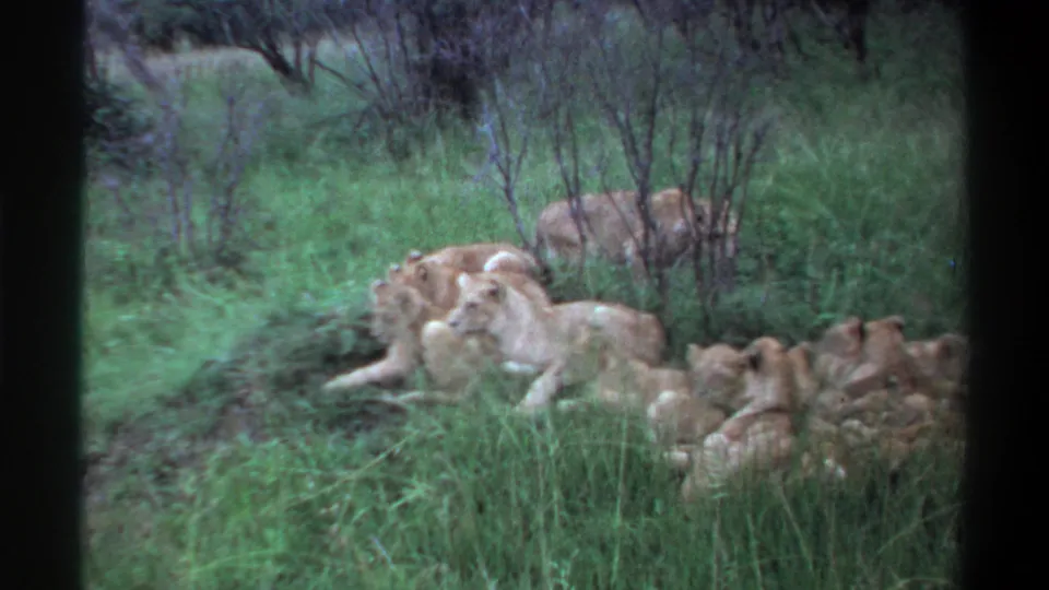 1969 Lagos, Nigeria 8mm frame of a lioness and cubs resting together in tall grass beside sparse brush.