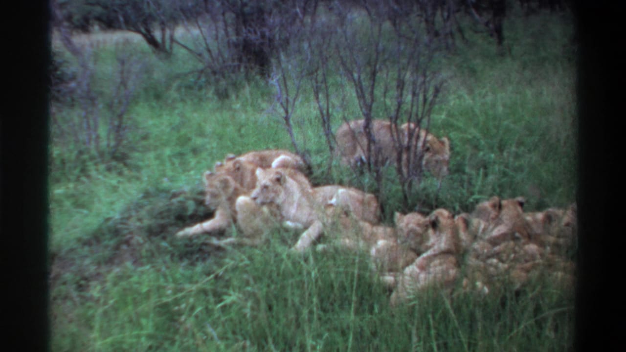 1969 Lagos, Nigeria 8mm frame showing a pride of lions resting in tall grass, with shrubs in the background and soft film grain.