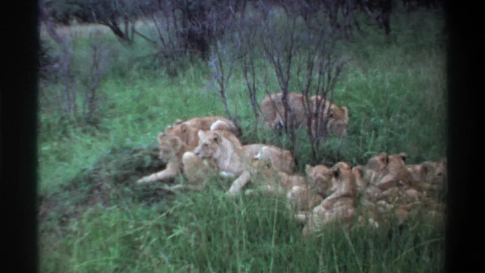 1969 Lagos, Nigeria 8mm frame showing a pride of lions resting in tall grass, with shrubs in the background and soft film grain.