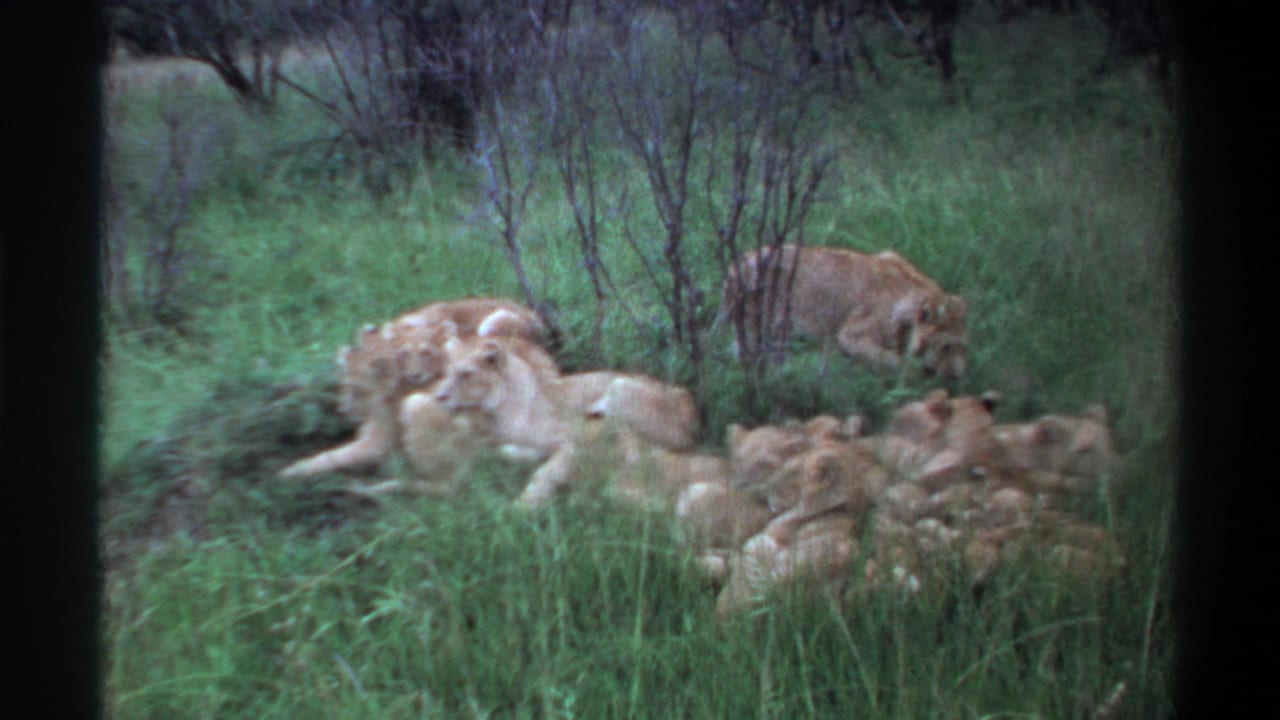 A pride of lions lies in grass as one lion moves through the background.