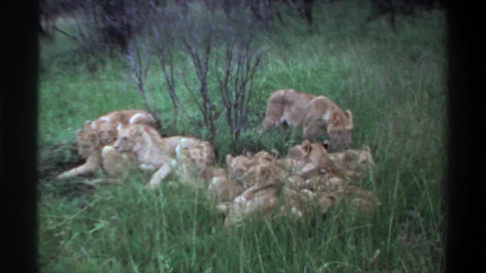 1969 Lagos, Nigeria 8mm frame showing resting lions in tall grass, with one lion standing behind the cluster near shrubs.