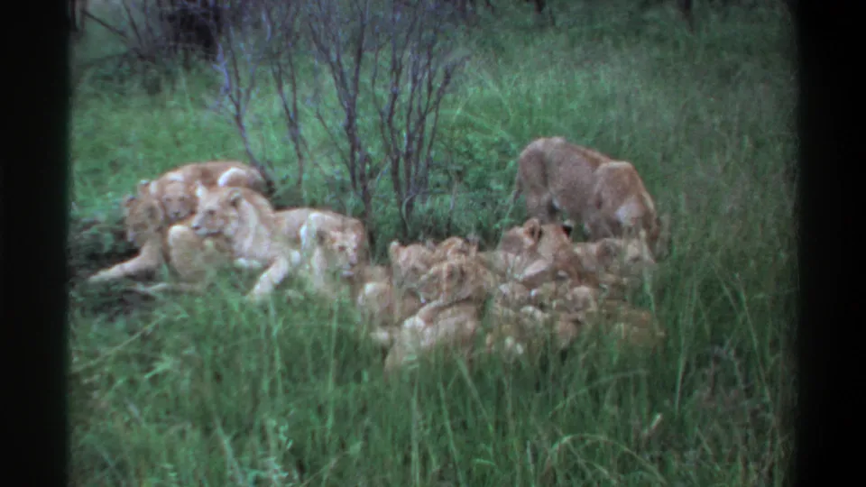 1969 Lagos, Nigeria 8mm frame of a lion pride resting in grass, with one lion bending down at the right edge of the group.