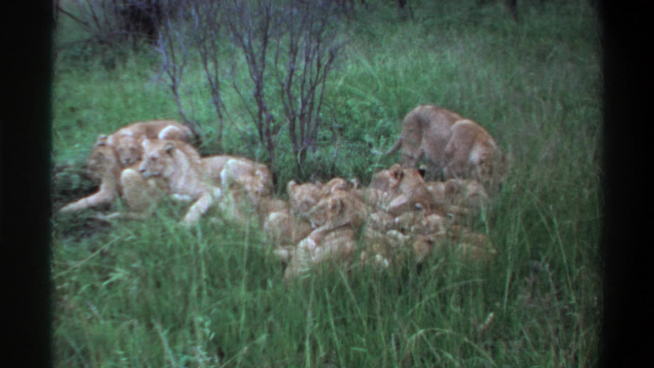 1969 Lagos, Nigeria 8mm frame showing a pride of lions resting together in tall grass, with one lion partly upright near the group.