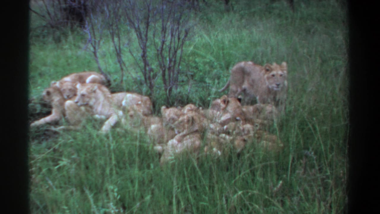 A group of lions rests in grass while one young lion stands at right.