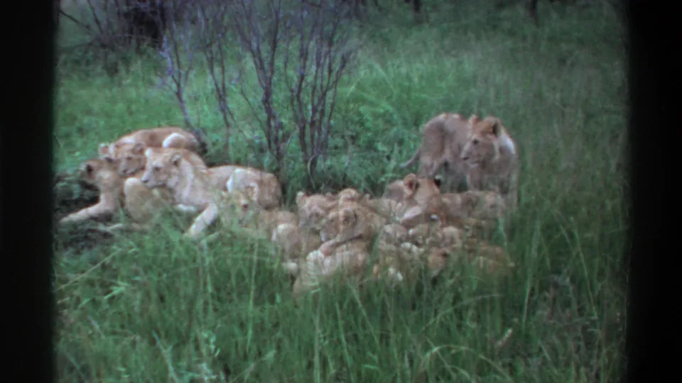 1969 Lagos, Nigeria 8mm frame showing a lion pride clustered in grass, with an upright lion partly hidden by vegetation behind them.