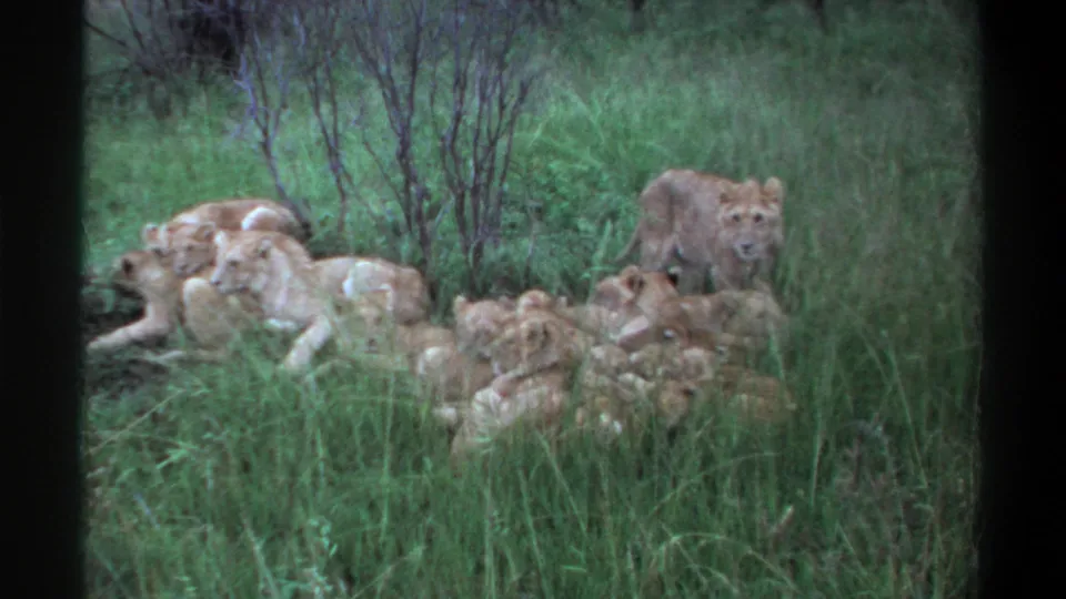 1969 Lagos, Nigeria 8mm frame of lions resting in tall grass, with a young lion at right looking toward the camera.