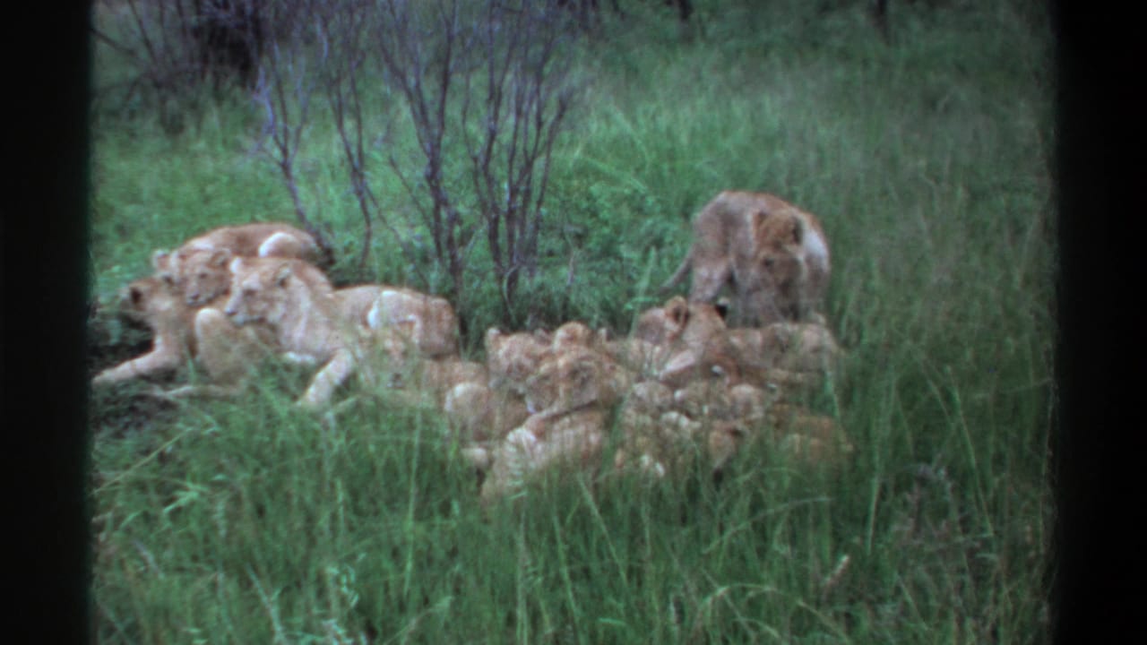 1969 Lagos 8mm frame showing a lioness near several cubs lying together in tall green grass and low brush.