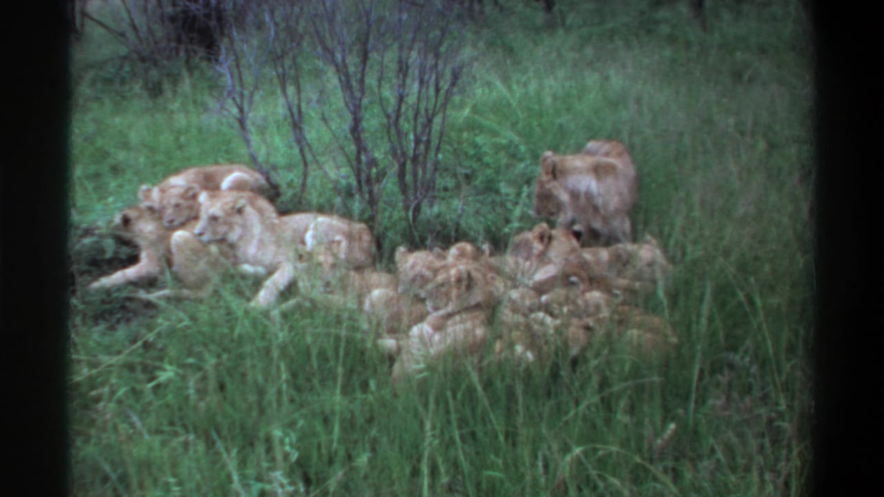 Lioness stands behind clustered cubs in grass while others lie nearby.